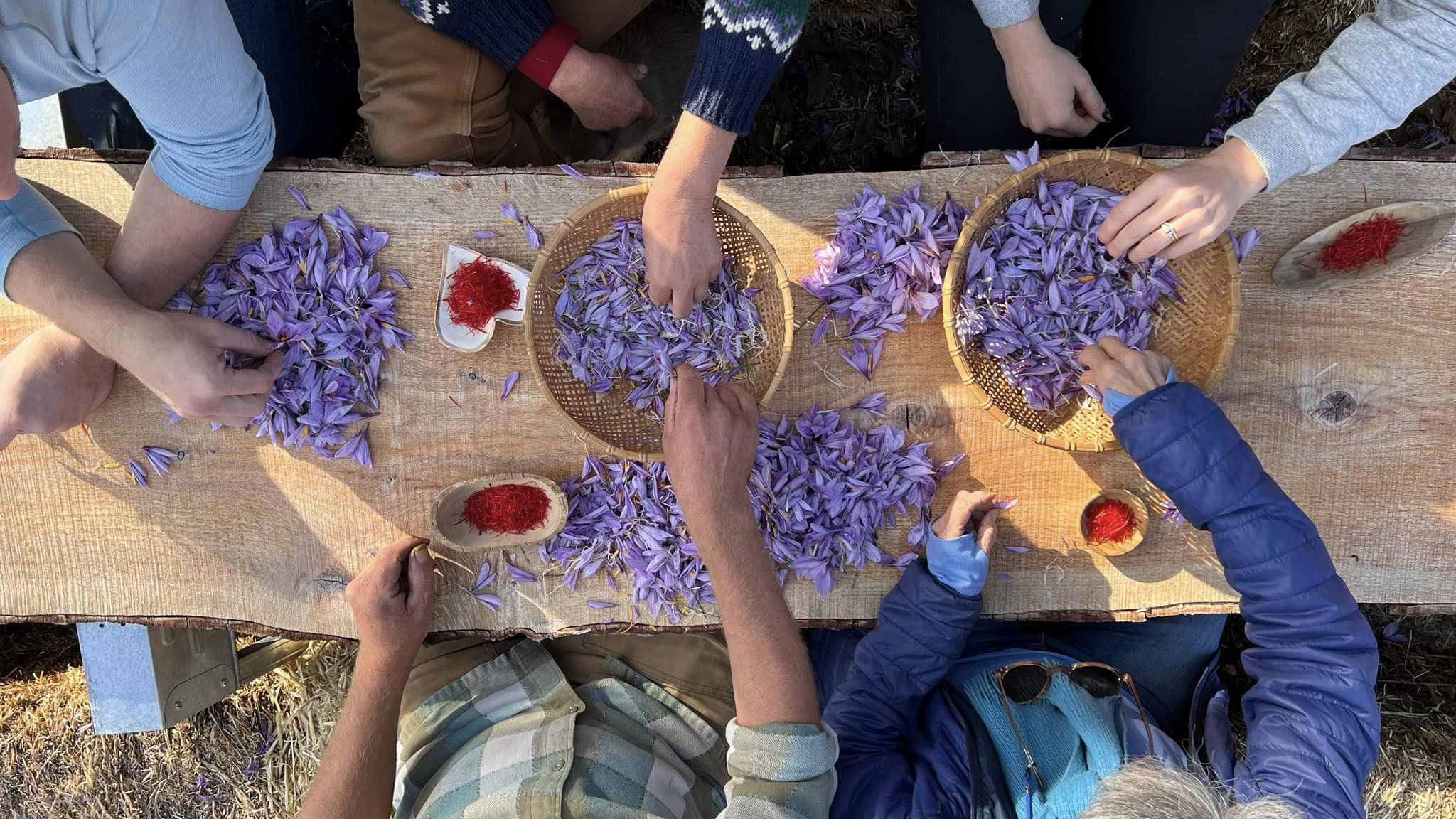 Workers harvest saffron flowers at Peace and Plenty Farm in Lake County, CA